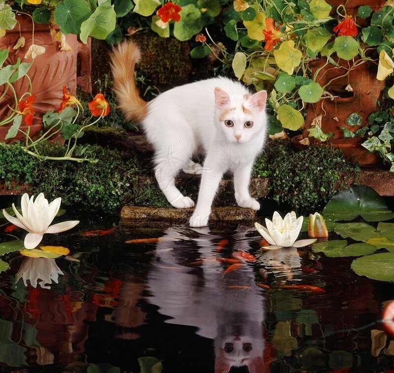White Cat on Pond Edge