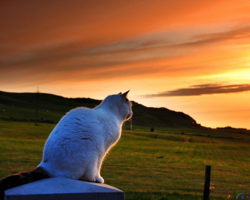 White Cat on Post — Orange, Serene