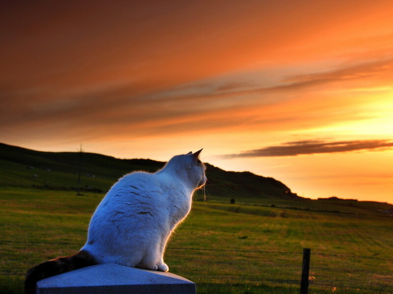 White Cat on Post — Orange