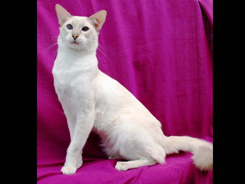 white cat on purple background