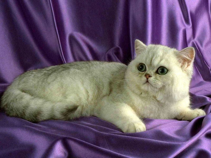 White Cat on Purple Cloth — Calm
