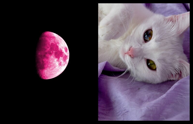 White Cat on Purple Fabric