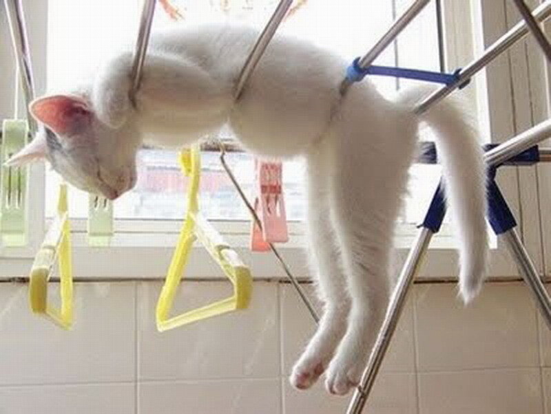 White Cat on Rack