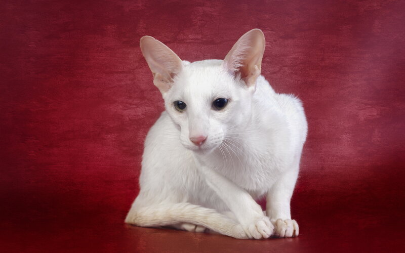 White Cat on Red Background