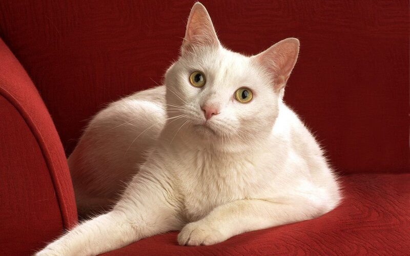 White Cat on Red Chair