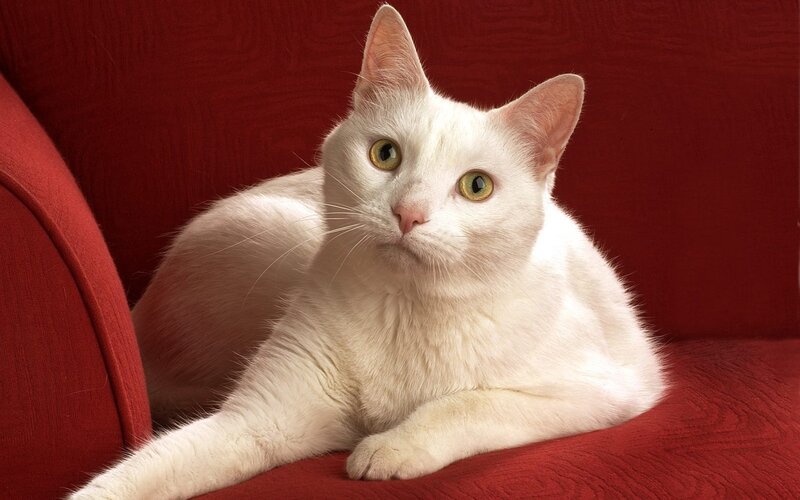 white cat on red couch
