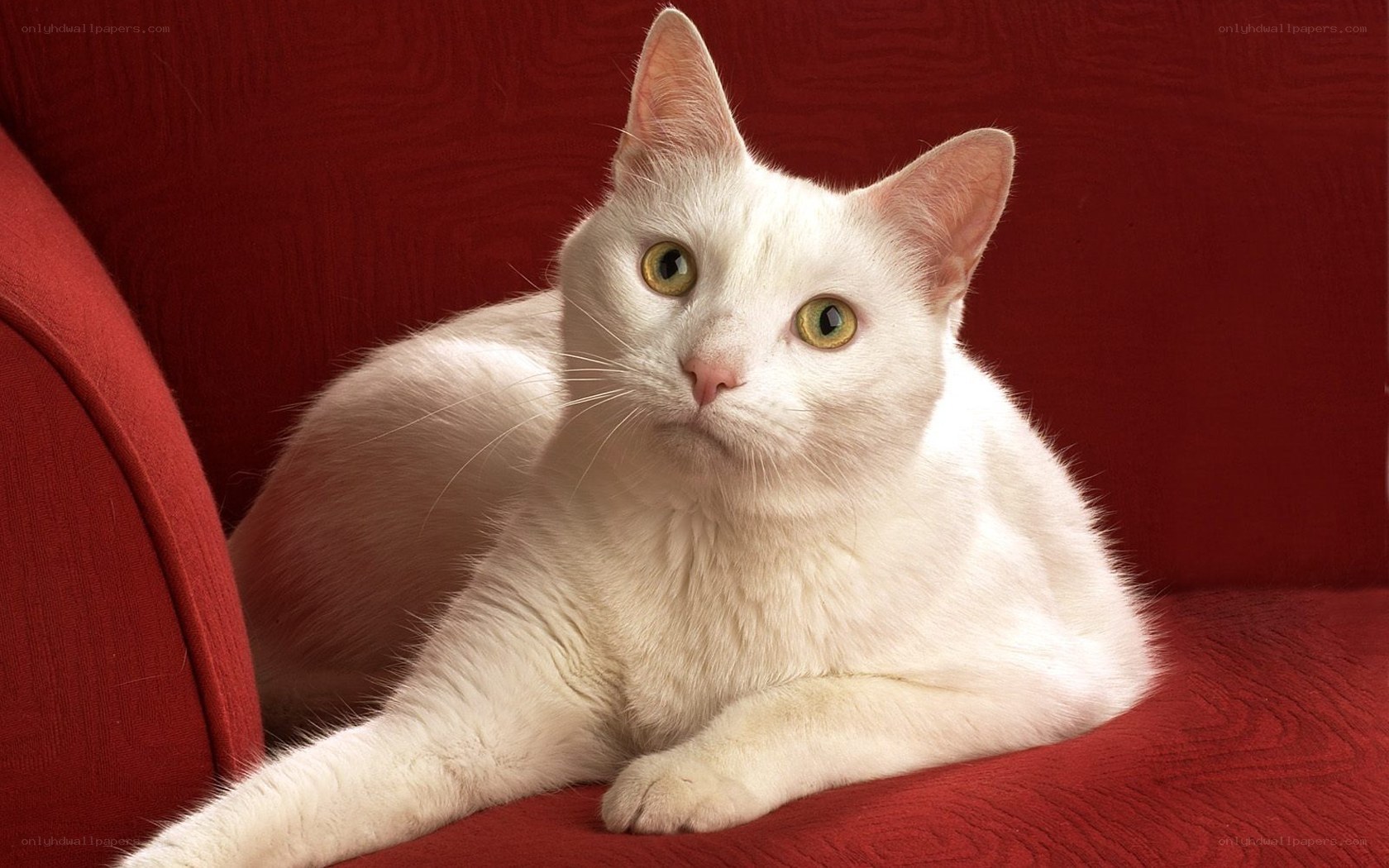 white cat on red couch