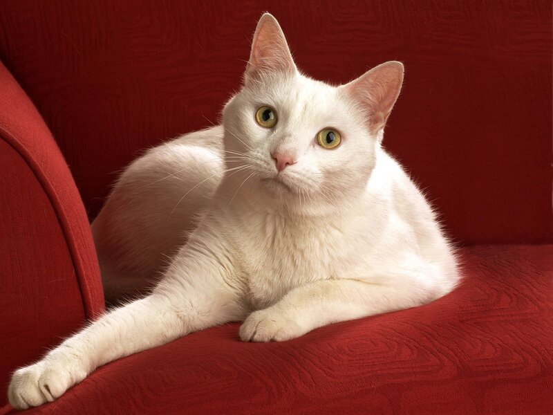 white cat on red couch