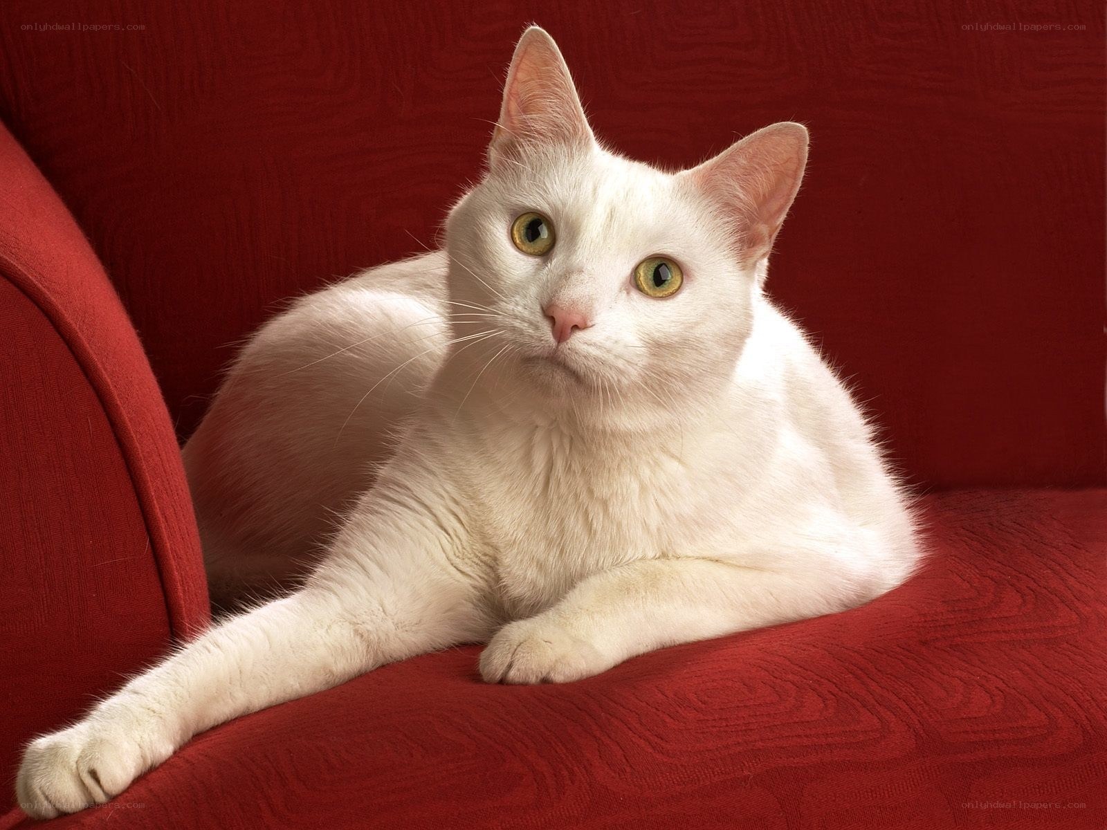 white cat on red couch