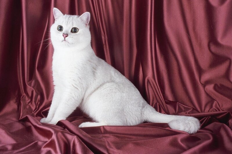 white cat on red fabric