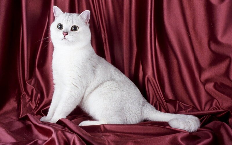 White Cat on Red Fabric — Calm, Photograph