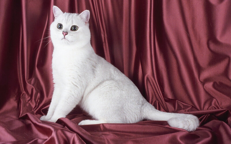 White Cat on Red Fabric — Calm