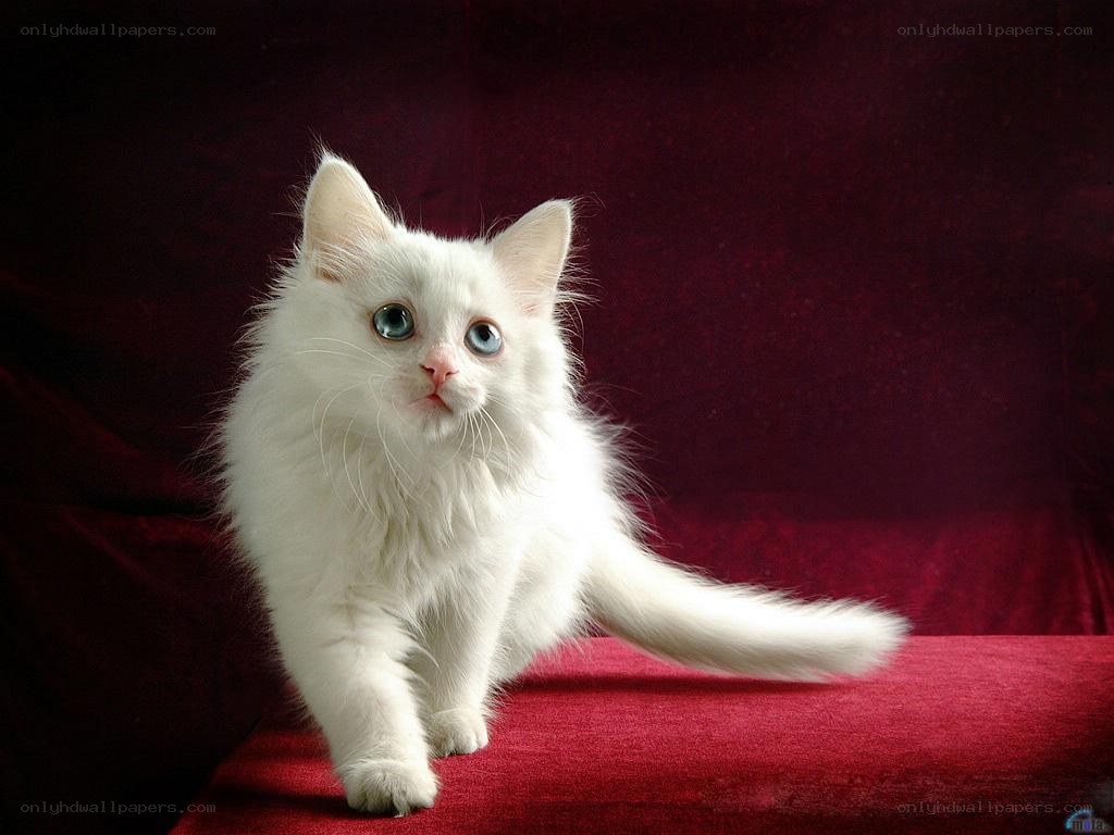 white cat on red fabric