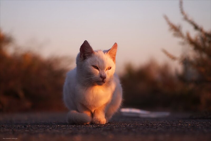 White Cat on Road