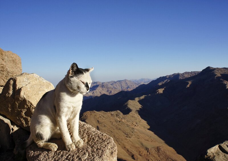 White Cat on Rock — Blue