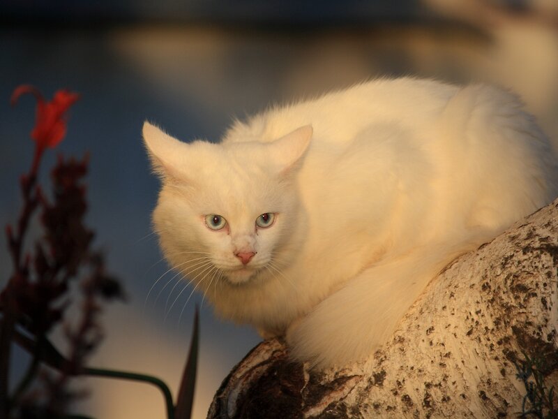 White Cat on Rock — Calm