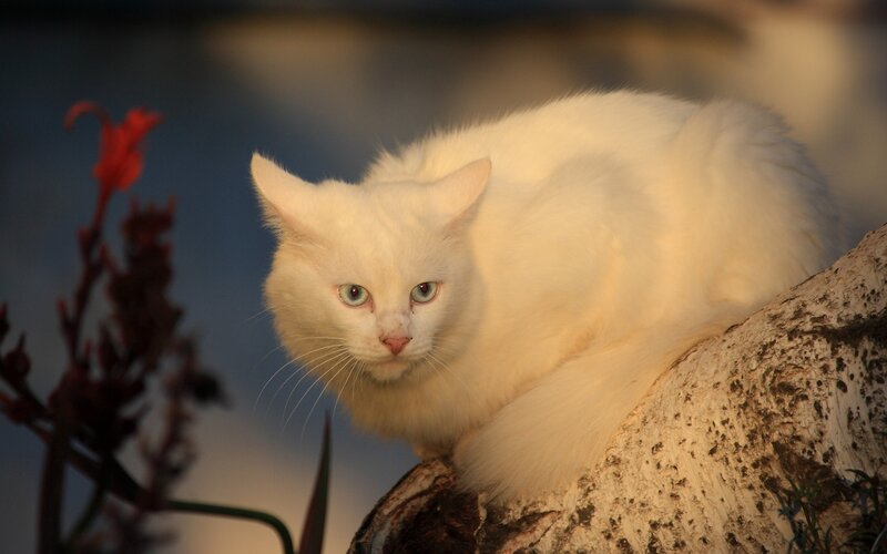 White Cat on Rock — Dramatic, Sunset, Photograph