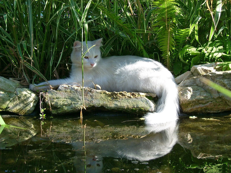 White Cat on Rock