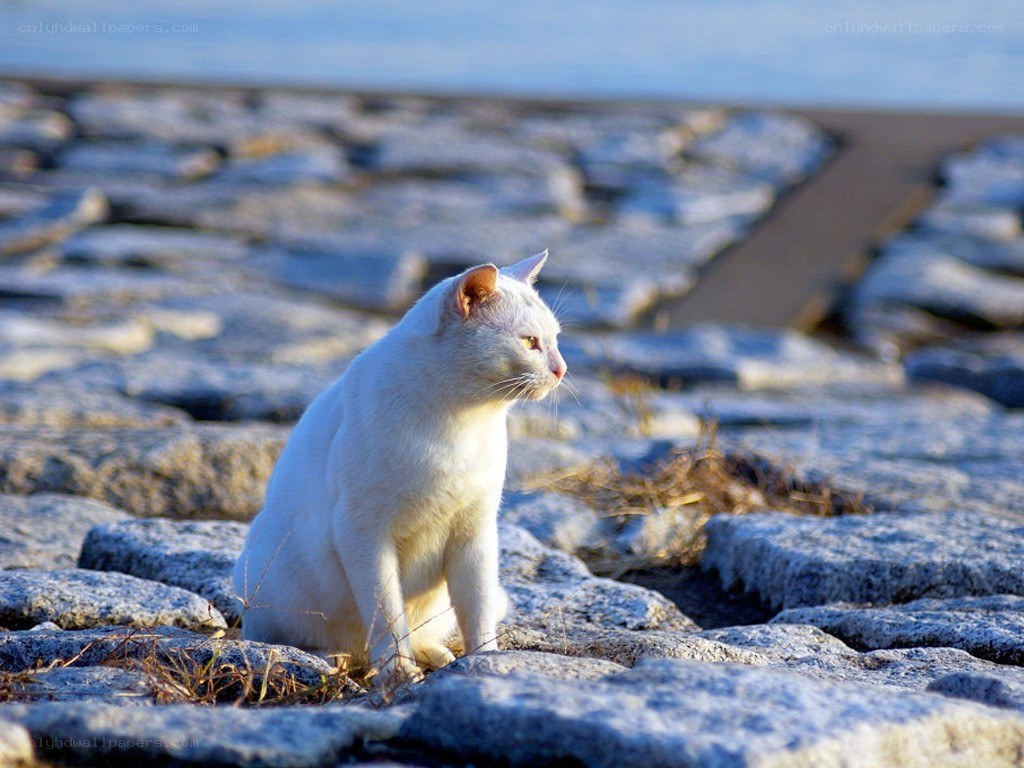 white cat on rocky shore