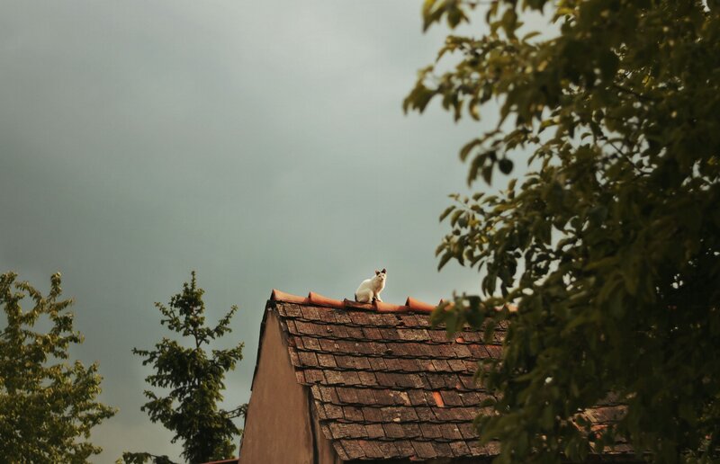 White Cat on Roof — Brown