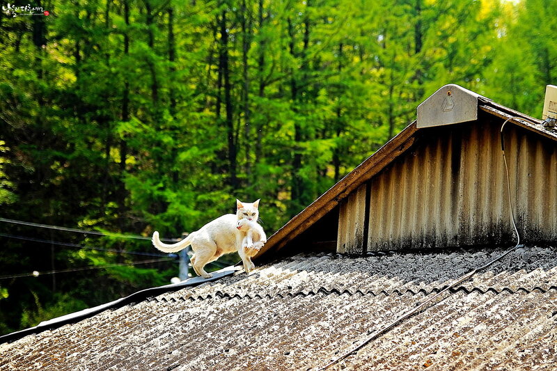 White Cat on Roof
