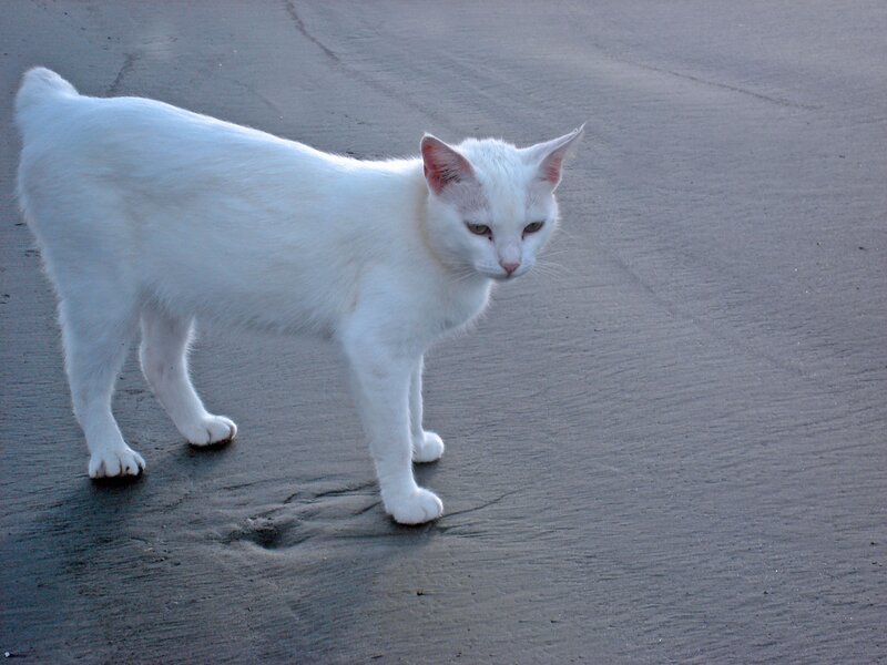 white cat on sand