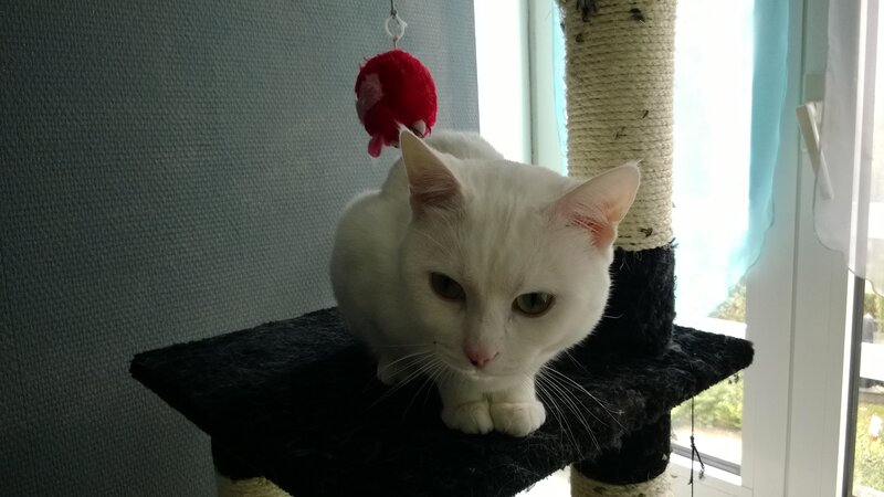 White Cat on Scratching Post — Calm