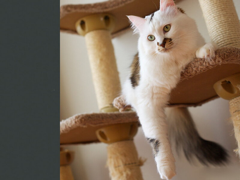 White Cat on Scratching Post