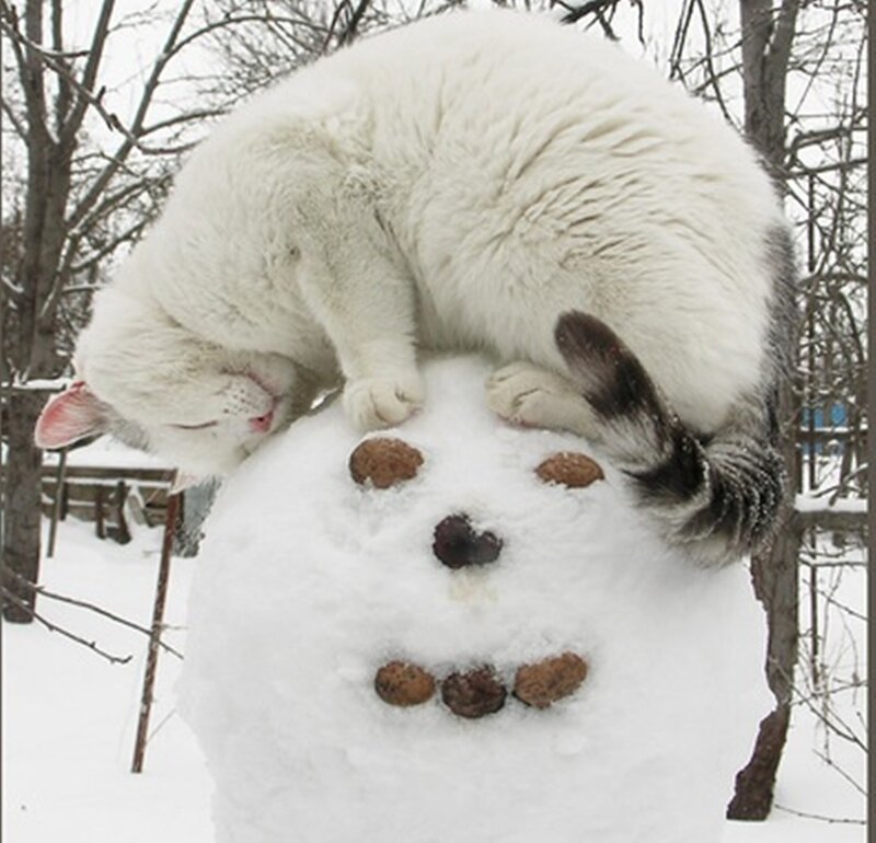 White Cat on Snowman — Calm