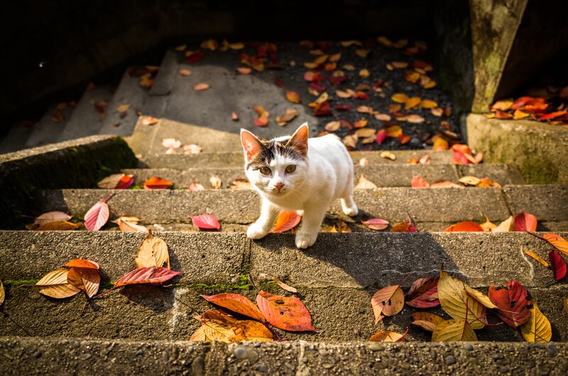 White Cat on Stairs