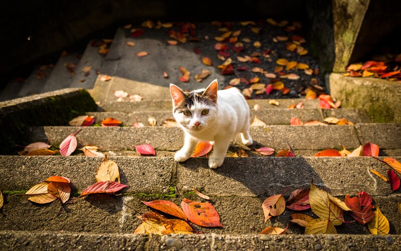 White Cat on Steps — Calm