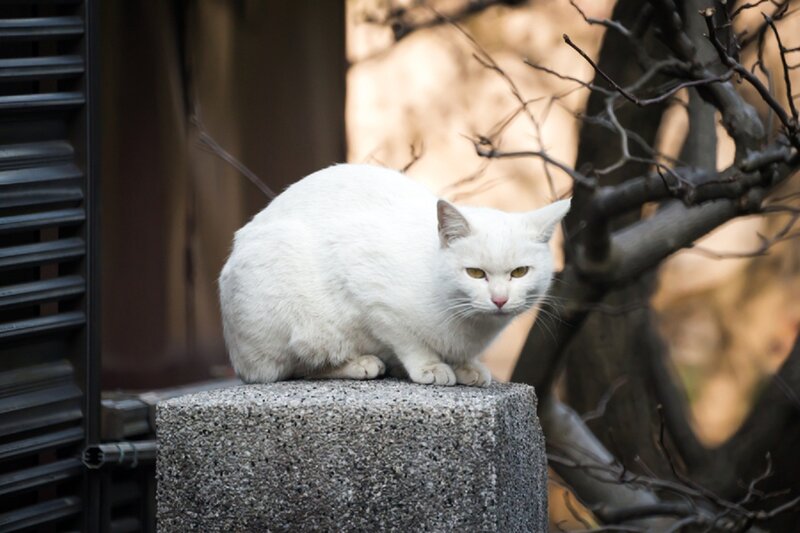 White Cat on Stone — Calm