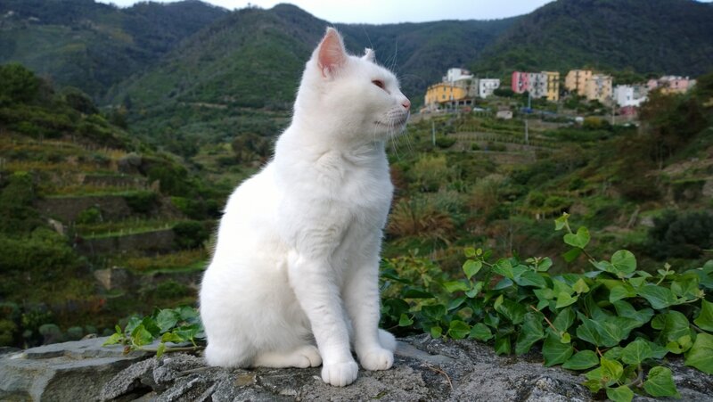White Cat on Stone — Serene