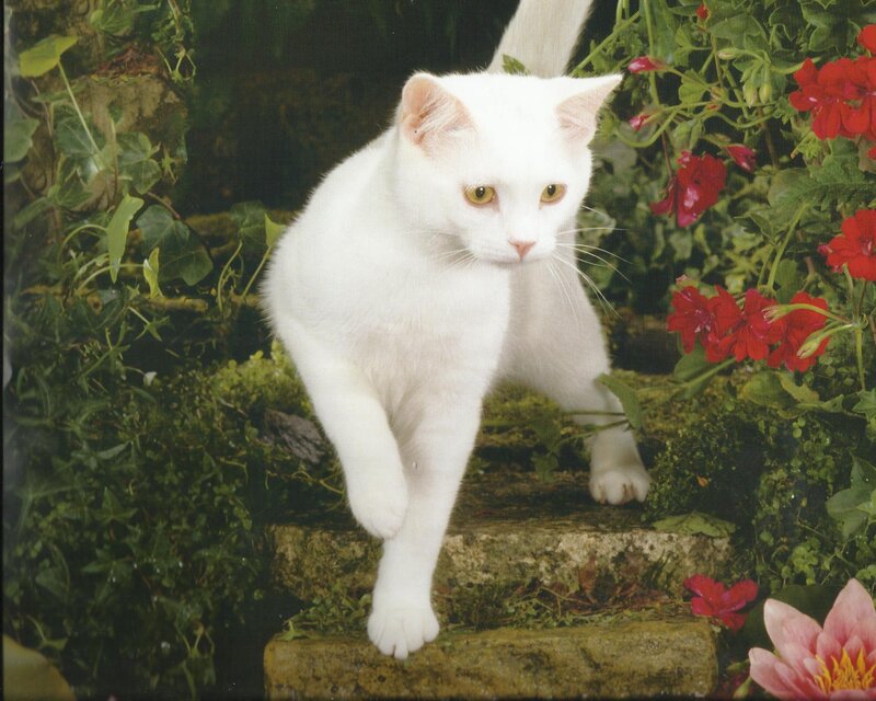 White Cat on Stone Steps