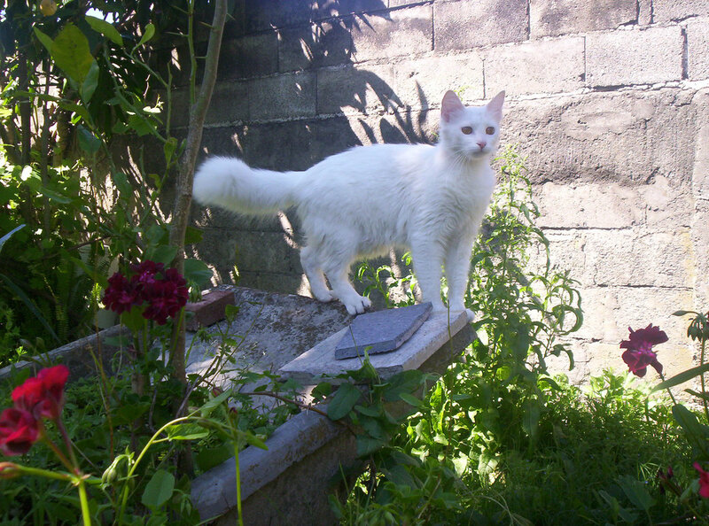 White Cat on Stone