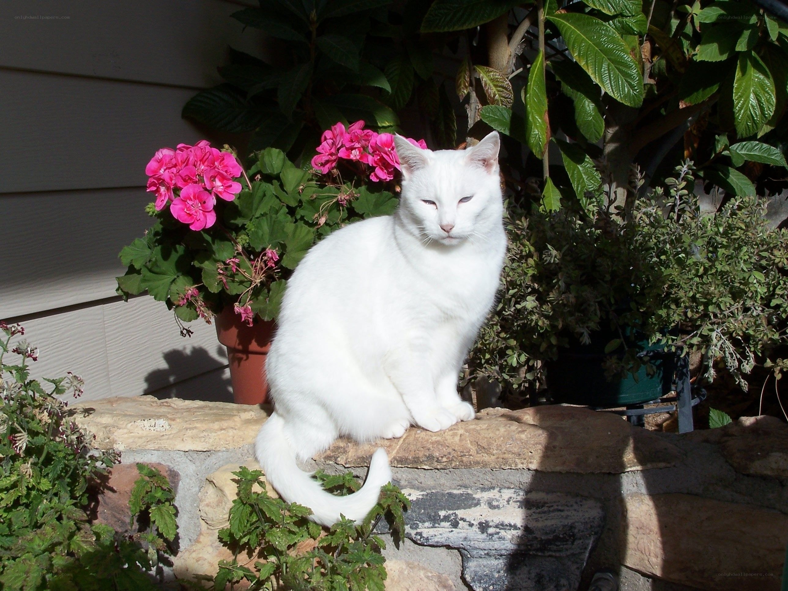 White cat on stone wall