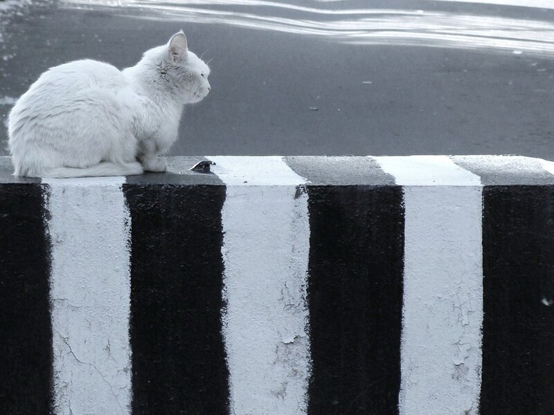 white cat on striped wall