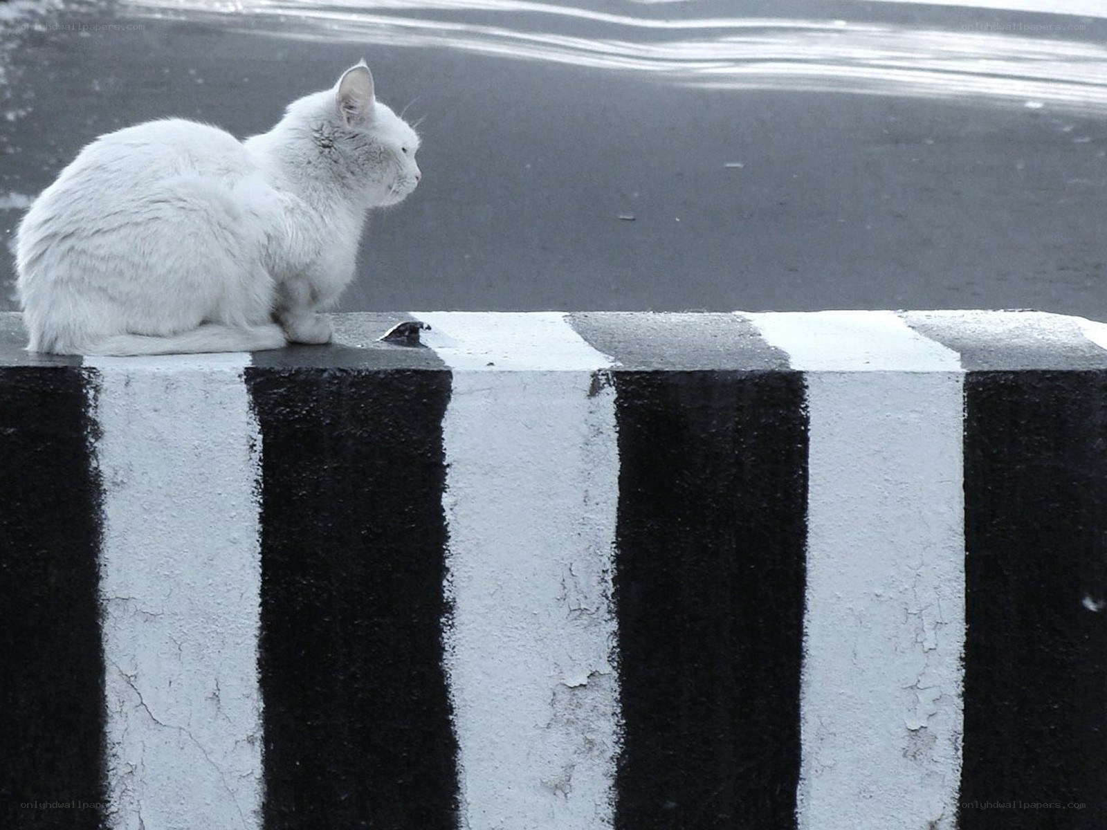 white cat on striped wall