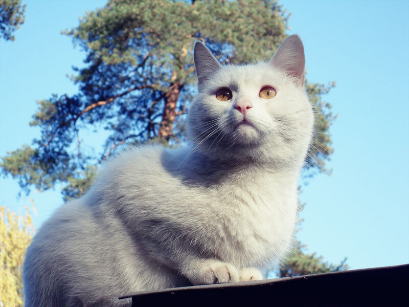 White Cat on Surface