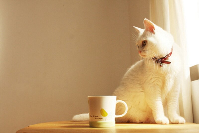 White Cat on Table — Calm, Morning