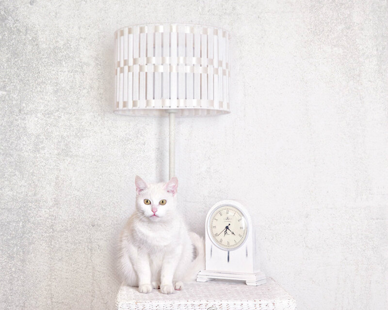 White Cat on Table — Calm, Photograph