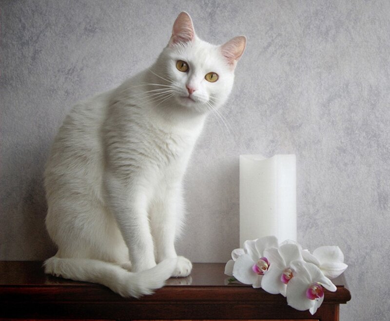 White Cat on Table — Calm