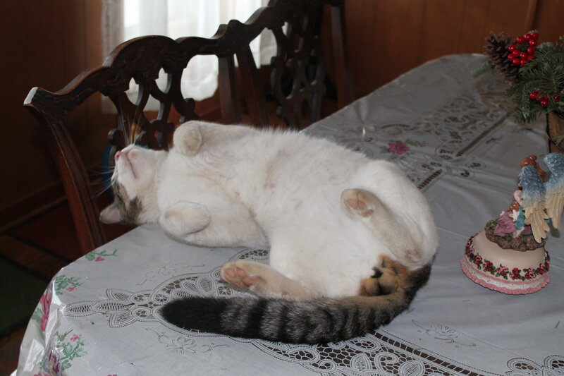 White Cat on Table — Relaxed