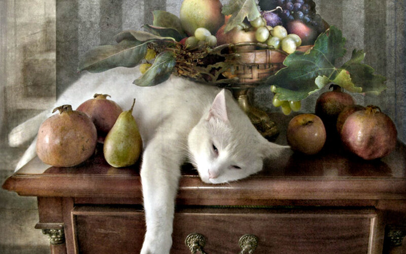 White Cat on Table