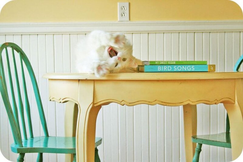White Cat on Table — Yellow