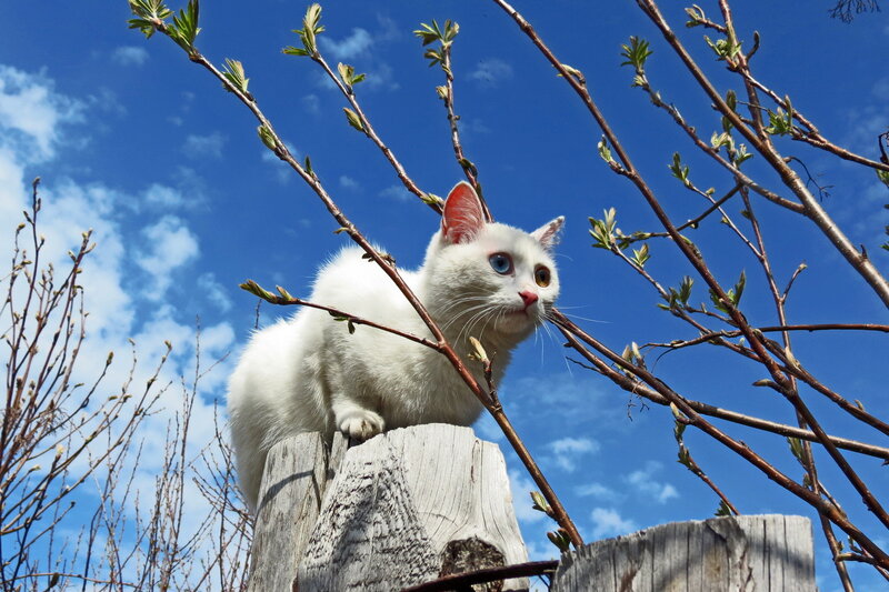 White Cat on Tree Stump