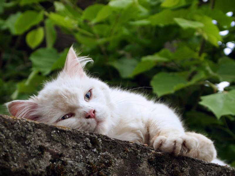 White Cat on Wall — Calm