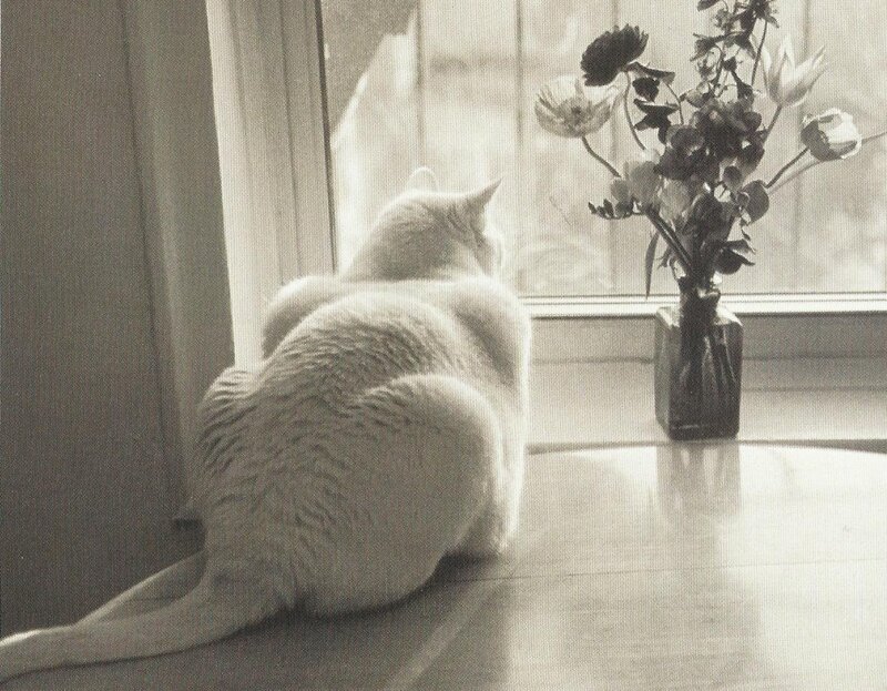 White Cat on Windowsill — Black