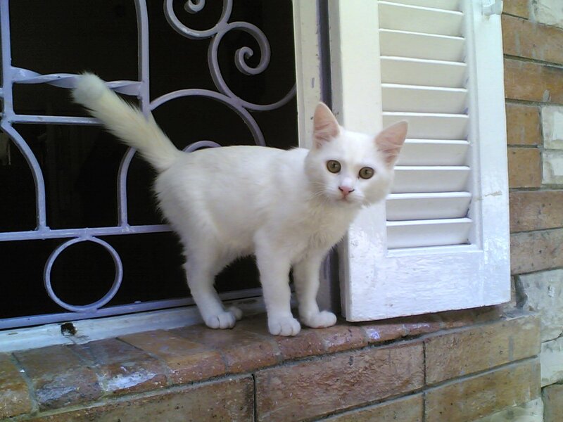 White Cat on Windowsill — Calm, Afternoon
