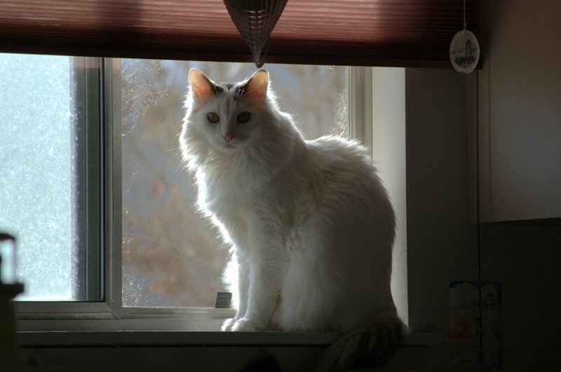 White Cat on Windowsill — Calm, Morning
